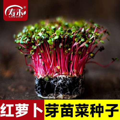 红萝卜苗种子种籽散装水培芽苗菜
