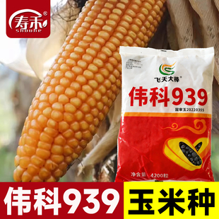高产饲料玉米种子高产量伟科939早熟杂交种籽孑特大南方正品良种