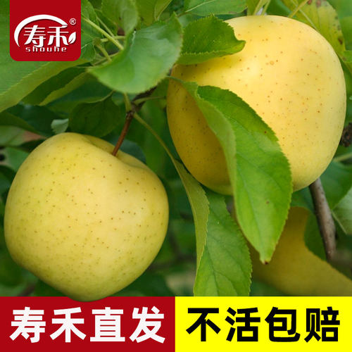 黄金维纳斯苹果树苗三年苗寿禾
