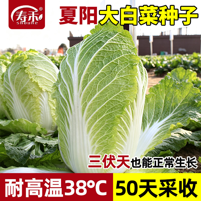 日本夏阳耐热大白菜种子种籽蔬菜孑籽种山东夏季高温秋季四季白莱