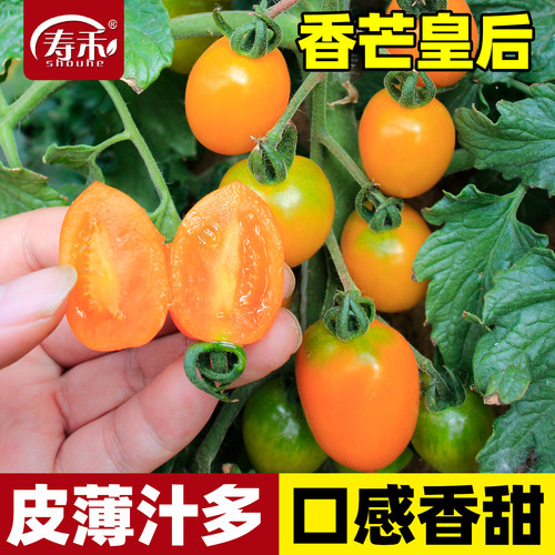 香芒皇后小番茄种子西红柿种籽高端蔬菜孑苗秧黄色水果圣女果籽种