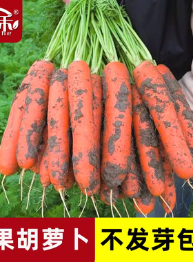胡萝卜种子种籽孑子红水果萝卜罗卜的紫黑菜种紫色黄胡罗卜种大全