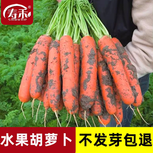 胡萝卜种子种籽孑子红水果萝卜罗卜的紫黑菜种紫色黄胡罗卜种大全