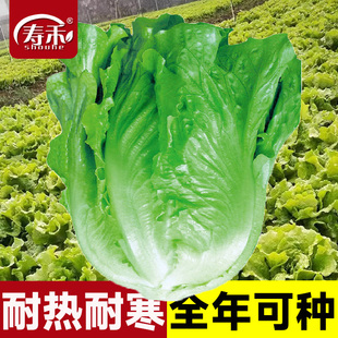 意大利生菜种子种籽大全四季 蔬菜孔雀菜孑籽种菜籽奶油苗带土 冬季