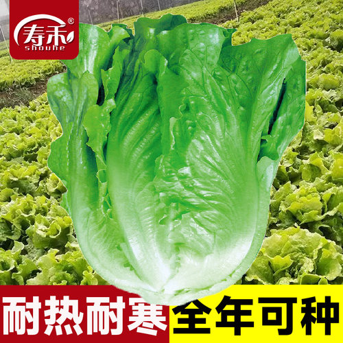 意大利全年生菜种子高产四季