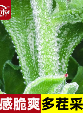 非洲冰草水晶冰菜种子种籽苗秧蔬菜南方种四季菜苗籽种秧苗孑菜籽