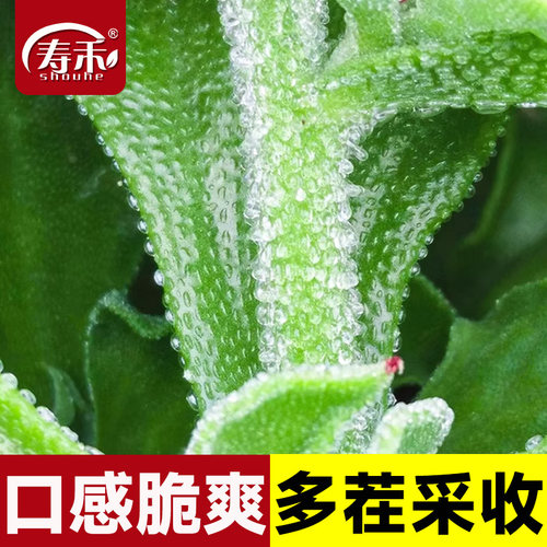 非洲冰草水晶冰菜种子种籽苗秧蔬菜南方种四季菜苗籽种秧苗孑菜籽