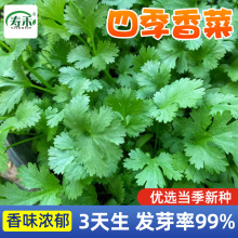 四季香菜种子苗带根大叶芫荽根苗秋冬蔬菜盆栽种籽孑菜籽籽种大全