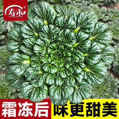 蔬菜种子冬季乌塌菜种