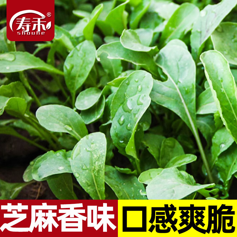 芝麻香菜种籽有芝麻香味小青菜秋冬季阳台种菜盆栽四季蔬菜种子孑,鲜花速递/花卉仿真/绿植园艺,家庭园艺种子,淘宝优惠券,粉丝福利购,淘宝优惠卷