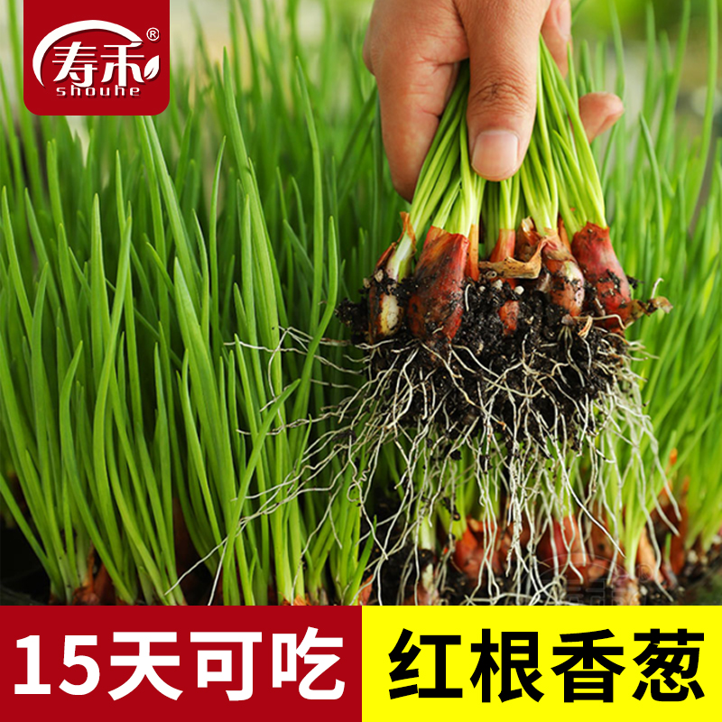 红葱头红根小香葱种子葱籽葱头葱种籽四季火葱头种葱子蔬菜种头孑