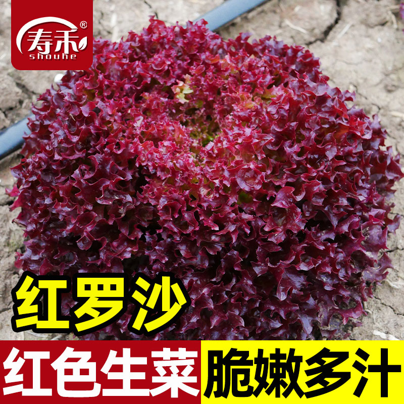 蔬菜罗莎高产四季阳台紫叶生菜