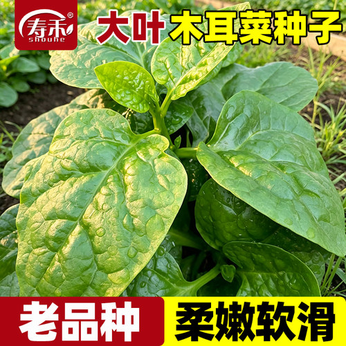大叶木耳菜种子老品种高产种植大圆叶四季春季蔬菜种籽子种孑菜种