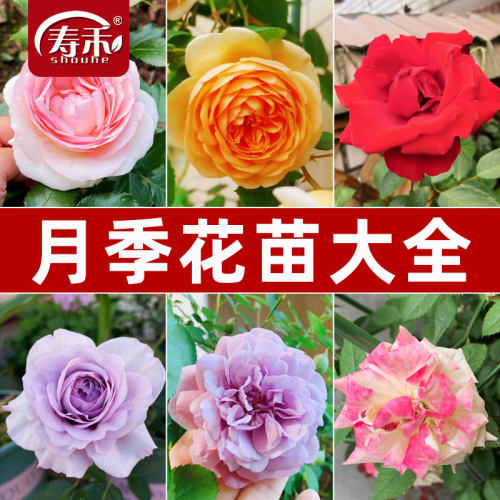 藤本月季植物花卉盆栽蔷薇花苗
