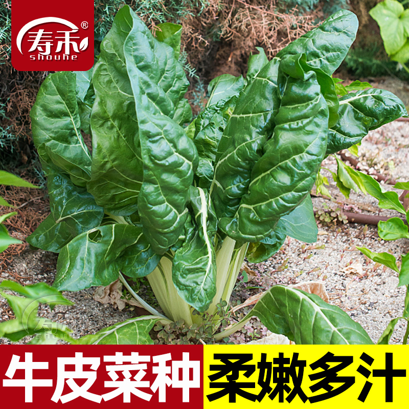 牛皮菜种子种籽莙荙菜重庆根达菜籽种孑厚皮菜青菜菜苗君达菜种