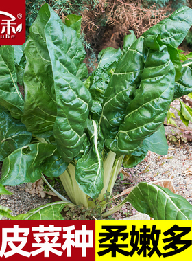 牛皮菜种子种籽莙荙菜重庆根达菜籽种孑厚皮菜青菜菜苗君达菜种