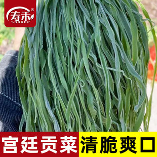 种籽耐高温抗寒苔干菜响菜山蛰菜菜种蔬菜种孑籽 宫廷贡菜种子四季