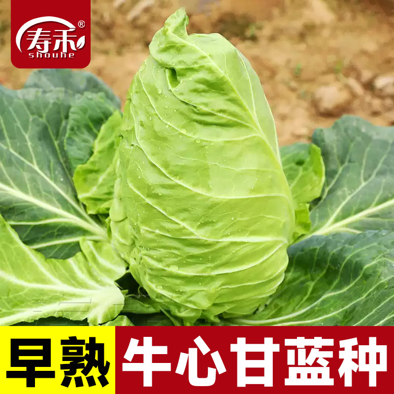 牛心甘蓝种子秧苗春丰蔬菜图片