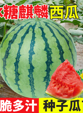冰糖麒麟西瓜种子孑籽超甜大薄皮麒麟瓜高产籽种苗秧春季8424秧苗