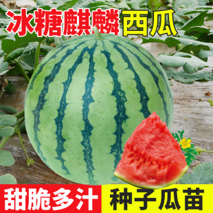 冰糖麒麟西瓜种子孑籽超甜大薄皮麒麟瓜籽种苗秧春季 8424带土秧苗