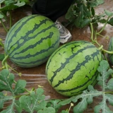 Семена овощей, пригодные для посадки весной. Полный список семян томатов и перца. Какие семена следует сажать весной, 3, 3 февраля?