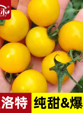 夏洛特黄色小番茄种子种籽苗秧青甜2二号千禧圣女果蔬菜果苗秧苗