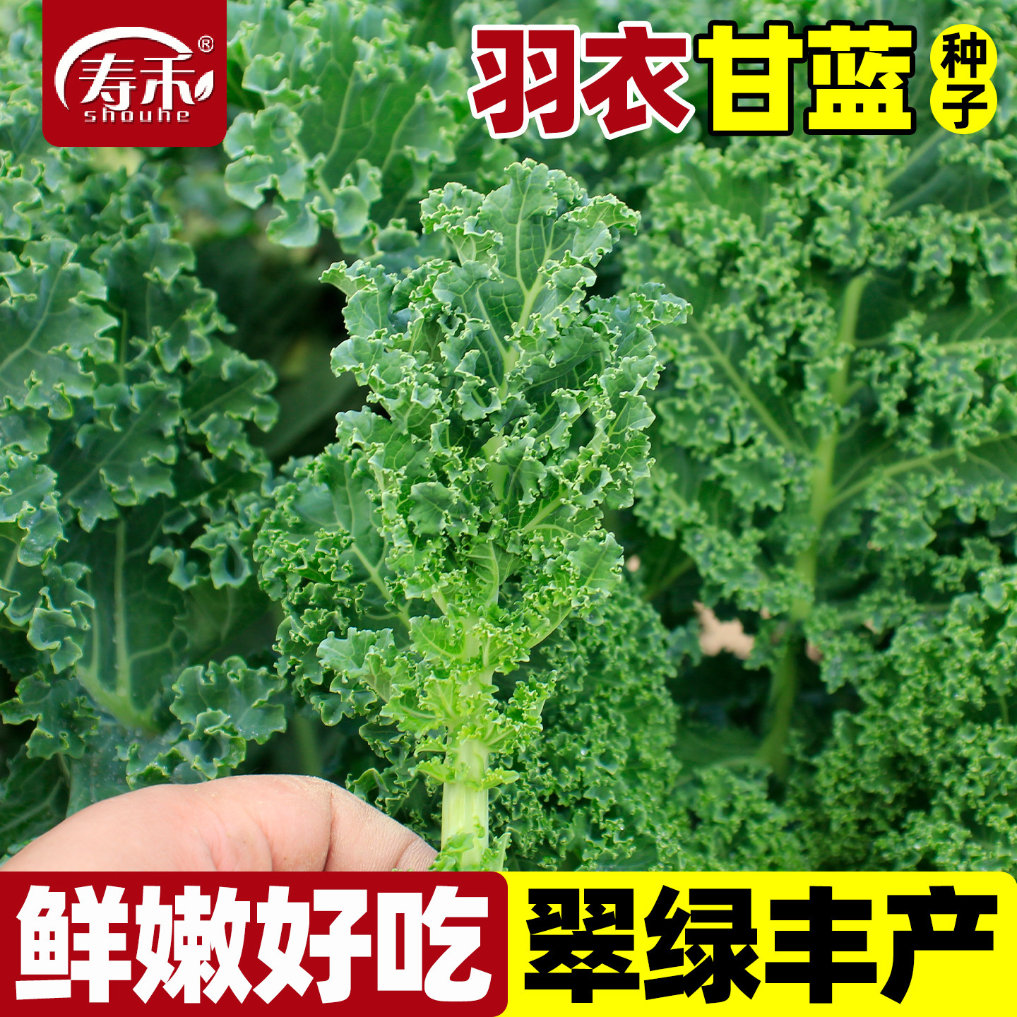 羽衣甘蓝种子种籽苗孑食用秋冬季蔬菜种籽四季盆栽菜苗冬季大苗