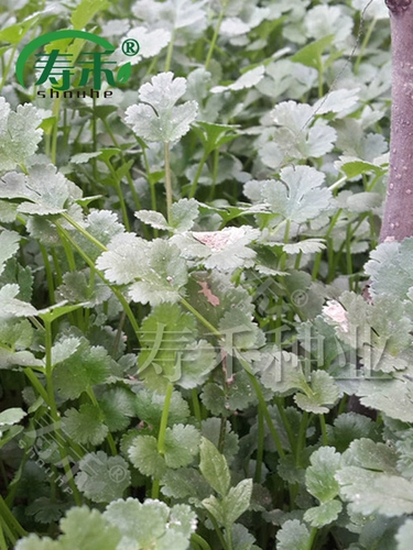 Зимние семена домашнего кориандра, крупнолистные осенние и зимние семена кориандра, осенние и зимние семена, семена овощного кориандра