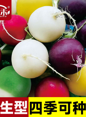 五彩樱桃萝卜种子菜籽阳台四季盆栽春季播秋季萝卜蔬菜种籽孑小红