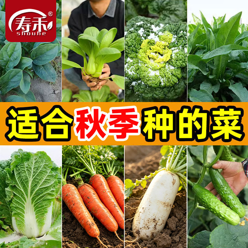 寿禾秋季秋天种植耐热蔬菜种子