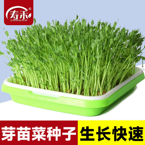四季芽苗菜种子豌豆萝卜香椿小麦