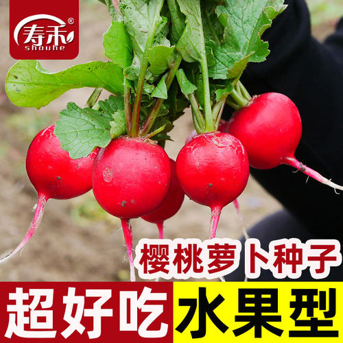 蔬菜早春阳台盆栽水果樱桃萝卜