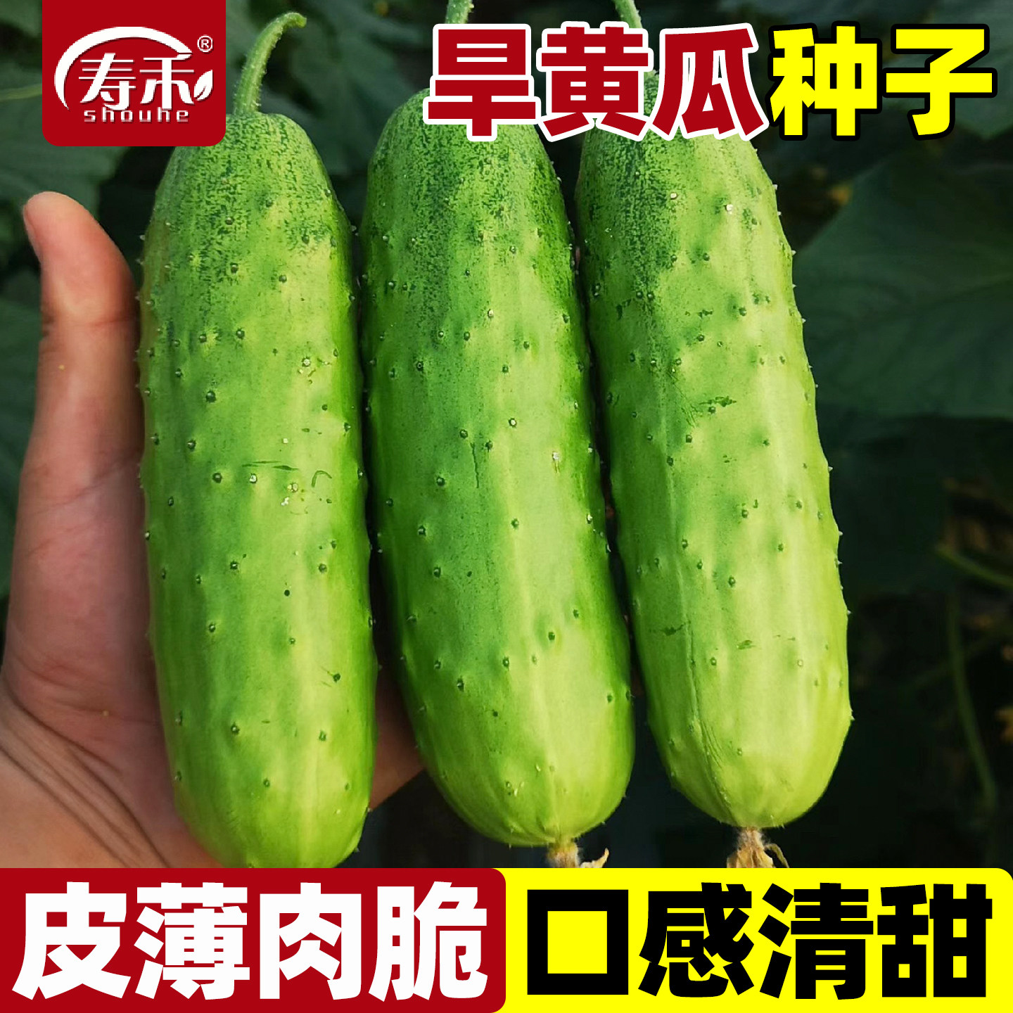 东北旱黄瓜种子玉女黄瓜种籽本地秋黄瓜种大全四季播种蔬菜籽种孑图片