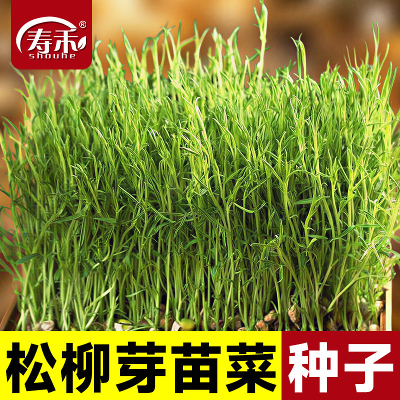 松柳芽苗菜种子四季阳台种菜蔬菜盆栽家用/水培无土栽培种籽孑苗