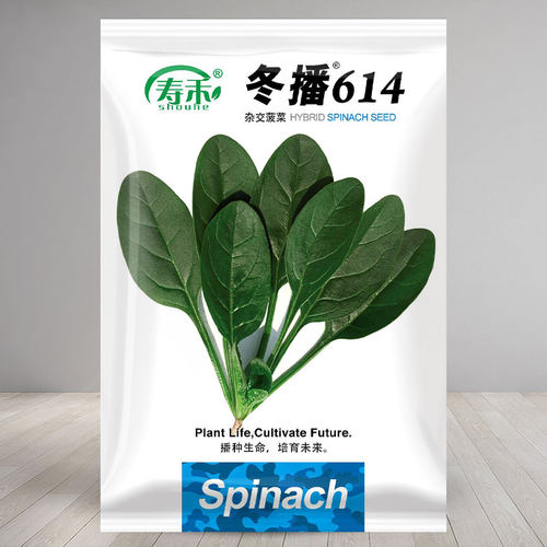 蔬菜耐寒菠菜种子种籽寿禾四季
