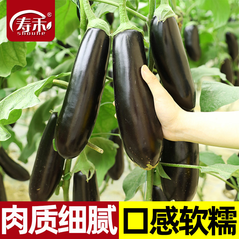 黑钸莉绿萼长茄子种子孑黑紫色耐热菜布利塔水果长茄蔬菜种籽品种,鲜花速递/花卉仿真/绿植园艺,家庭园艺种子,淘宝优惠券,粉丝福利购,淘宝优惠卷