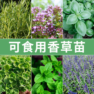 百里香苗匍匐迷迭香盆栽綠植陽(yáng)臺(tái)四季 種植牛排用可食用檸檬薄荷