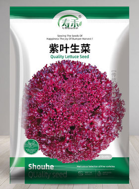 紫叶生菜种子种籽孑紫紫色蔬菜红叶四季播秋冬季阳台盆栽籽种种菜