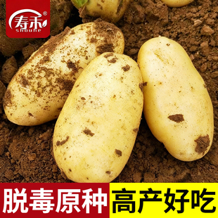 高产黄皮土豆种原种孑种子马铃薯种黄心带芽原种秋季春天冬季种籽