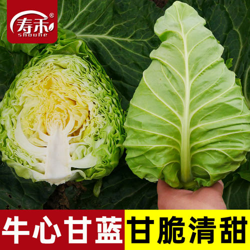 春丰甘蓝种子种籽苗牛心四季包菜
