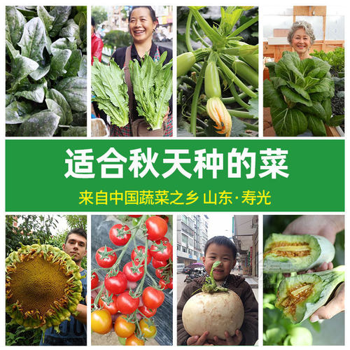农家蔬菜种子青菜菜籽大全