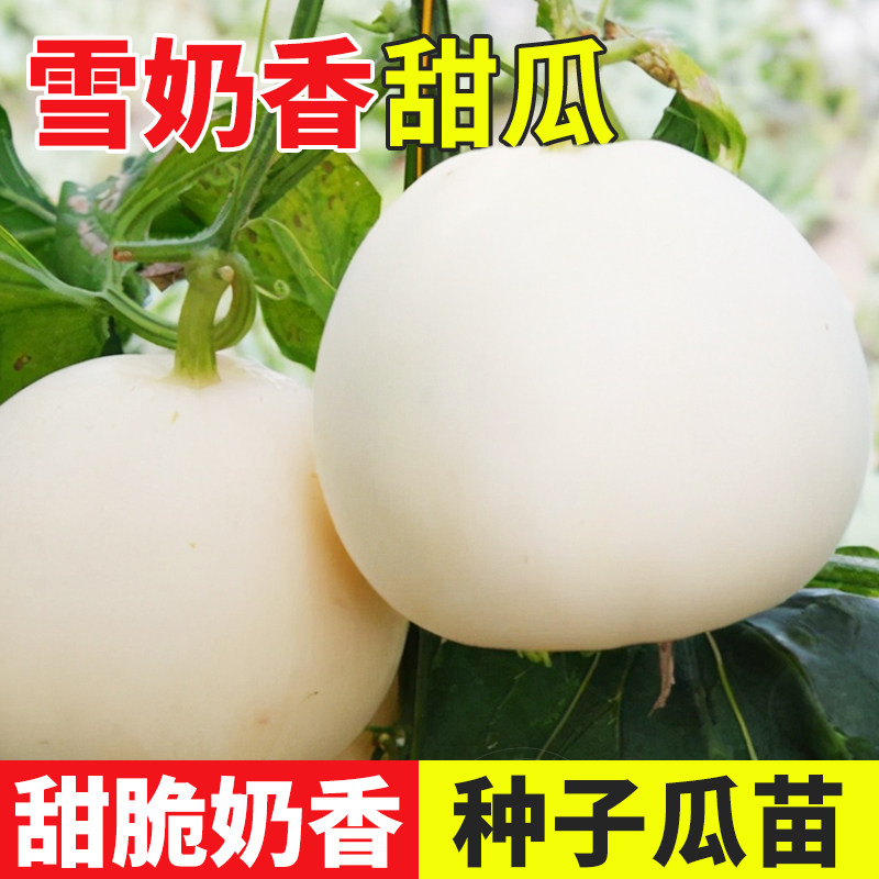 雪奶香1号香瓜种籽苗秧孑秧苗甜瓜种子白皮薄皮超甜瓜果鼎牌种业