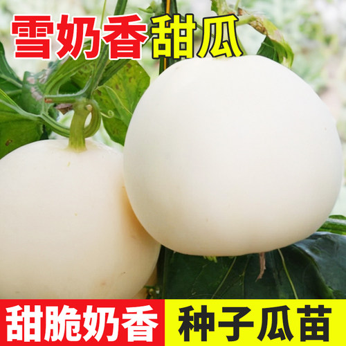 雪奶香1号香瓜种籽苗秧孑秧苗甜瓜种子白皮薄皮超甜瓜果鼎牌种业