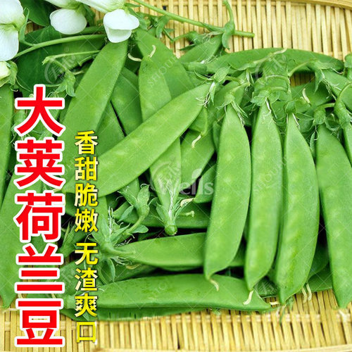 豆苗种子质量怎么样 豆苗种子口碑怎么样 小麦优选
