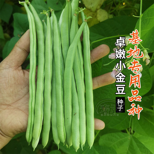 豆蔬菜苗豆种豆角籽种 宁芸嫩玉小金豆种子高产菜种青扁豆种籽四季