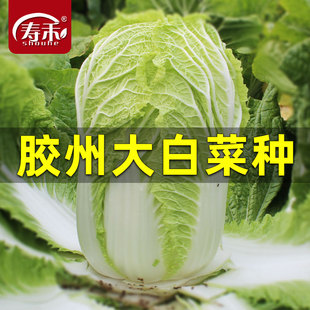 山东胶州大白菜种子秋季 白菜籽农家蔬菜孑 种籽冬储胶东春夏秋四季
