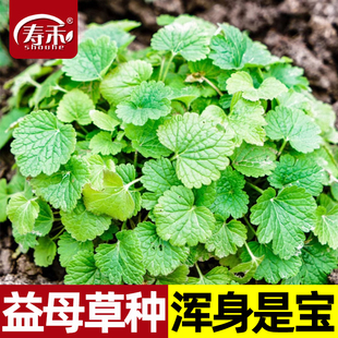 正品益母草种子苗 阳台四季盆栽蔬菜种籽孑 菜食用籽种药材子