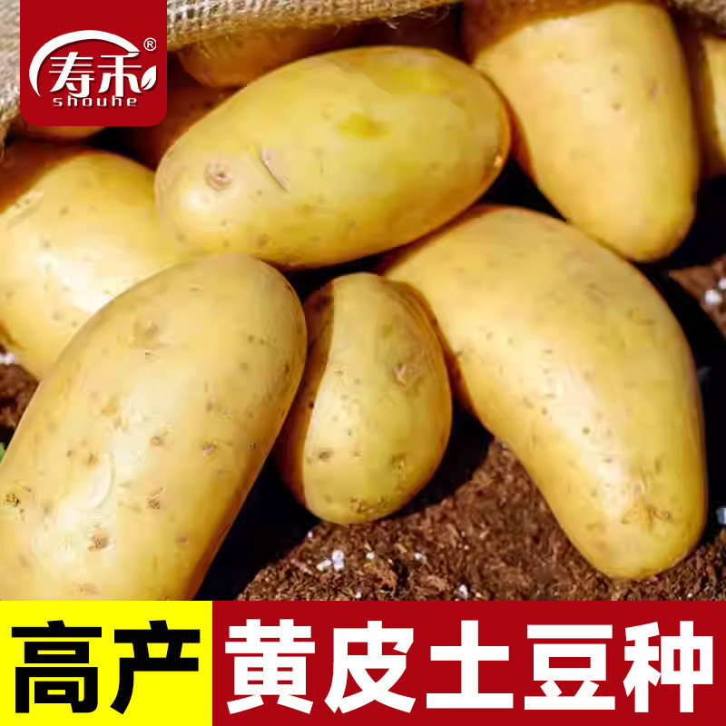 黄心土豆种子早熟高产带芽老品种原种马铃薯种子蔬菜种籽5斤批发