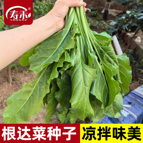 根达菜种子种籽莙种菜春季青菜