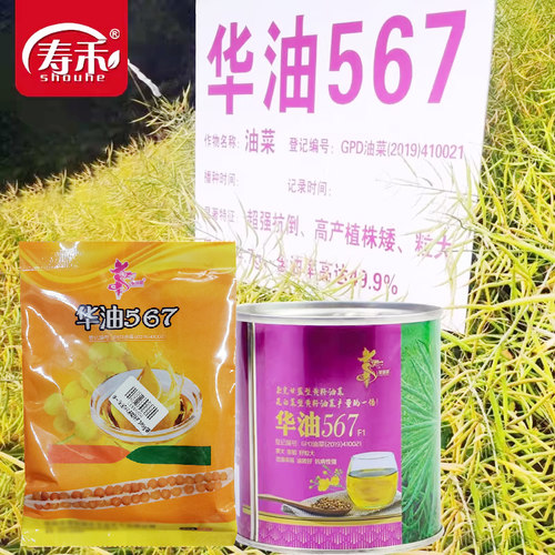杂交高产大全四季早熟种孑油菜籽